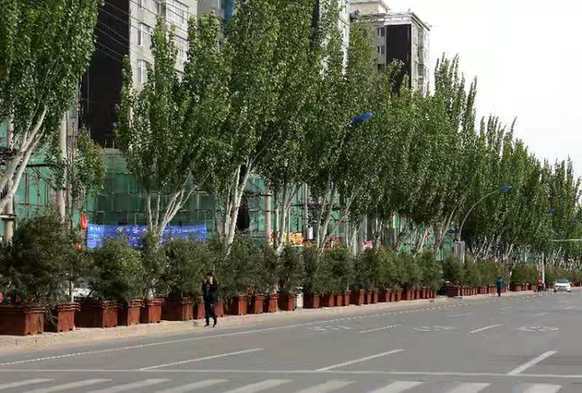 地方“拍脑门”造绿欠下巨债 “手指种树”“木桶种树”怪象频出