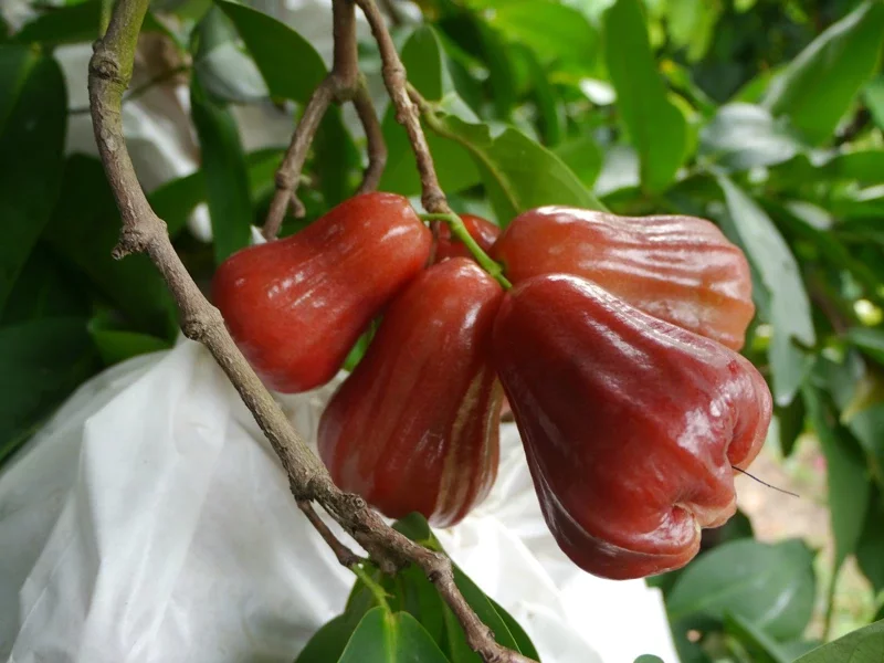 台媒：菠萝之后，大陆贸易商叫停高雄莲雾订单