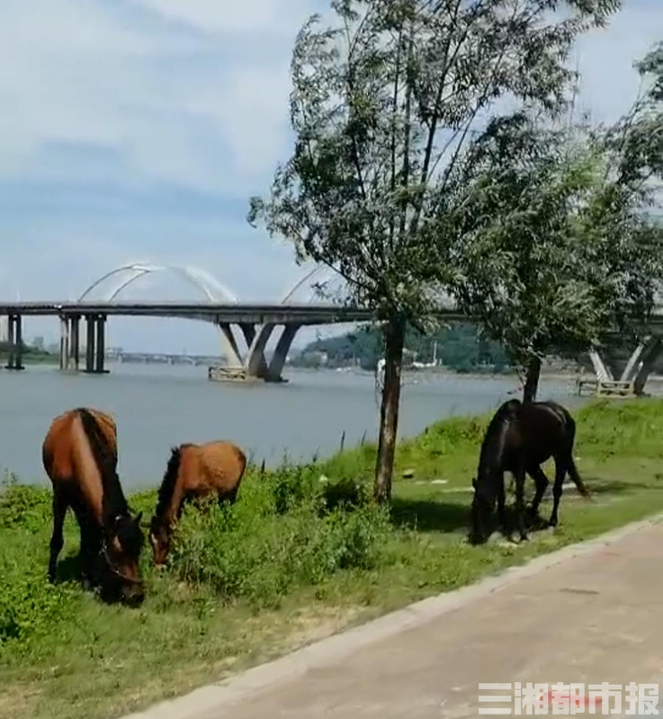 湖南株洲城管查扣5匹马：8个月花10多万养马，想拍卖还卖不出去