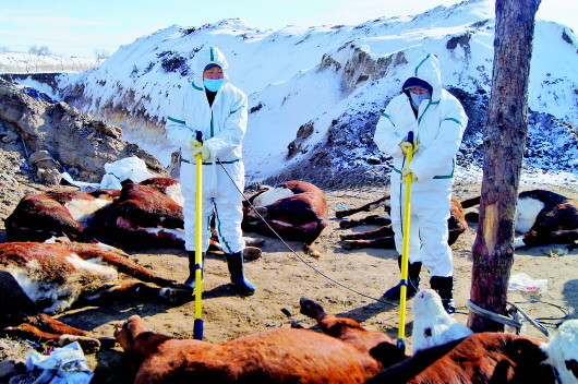 数千进口牛染疫，病毒究竟来自哪里？